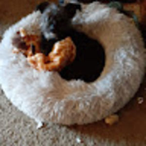 Meet your Posher, Sue